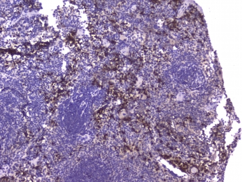 IHC staining of FFPE mouse spleen with Mcp2 antibody at 1ug/ml. HIER: boil tissue sections in pH6, 10mM citrate buffer, for 10-20 min followed by cooling at RT for 20 min.