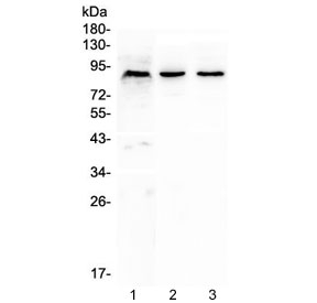 Western blot testing of 1) human K562, 2) rat brain and 3) mouse brain lysate with CUL2 antibody at 0.5ug/ml. Predicted molecular weight: ~87 kDa.