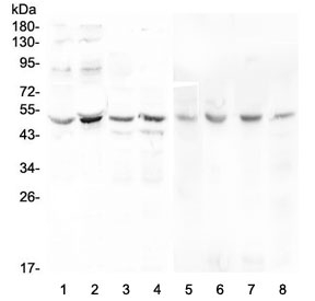 Western blot testing of human 1) Caco-2, 2) PC-3, 3) A549, 4) HeLa, 5) rat stomach, 6) rat testis, 7) mouse testis and 8) mouse liver lysate with KCNN4 antibody at 0.5ug/ml. Predicted molecular weight ~48 kDa.
