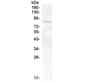 Western blot testing of human SHG-44 cell lysate with RXFP2 antibody at 0.5ug/ml. Predicted molecualr weight ~86 kDa.