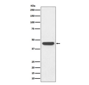 Western blot testing of an HA-tagged protein with HA Tag antibody.