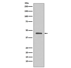 Western blot testing of a V5 Tag fusion protein lysate with V5 Tag antibody.