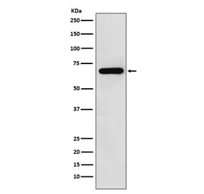 Western blot testing of human HeLa cell lysate with N-WASP antibody. Expected molecular weight: ~65 kDa.