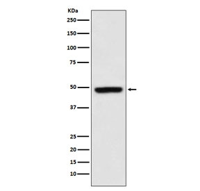 Western blot testing of human K562 cell lysate with MEIS1 antibody. Predicted molecular weight: ~43 kDa.
