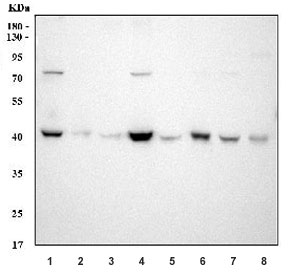 Western blot testing of 1) human Hela, 2) human K562, 3) human Jurkat, 4) human Caco-2, 5) rat brain, 6) rat PC-12, 7) mouse brain and 8) mouse Neuro-2a cell lysate with SOX1 antibody. Predicted molecular weight ~39 kDa.