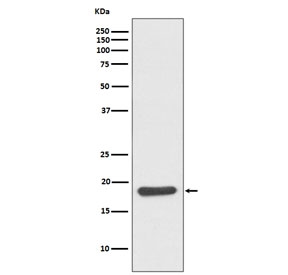 Western blot testing of mouse skeletal muscle lysate with Hsp20 antibody. Predicted molecular weight: 17-20 kDa.