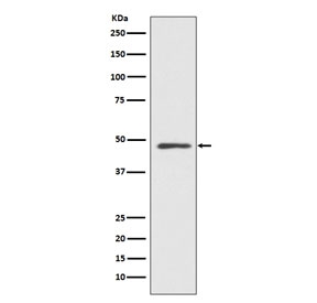 Western blot testing of human HeLa cell lysate with MEK7 antibody. Predicted molecular weight ~47 kDa.