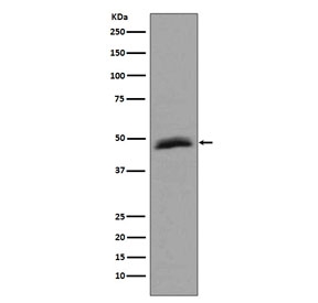 Western blot testing of human HepG2 cell lysate with AURKA antibody. Predicted molecular weight ~45 kDa.