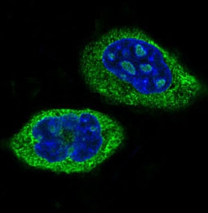 IF/ICC staining of human HeLa cells with CLOCK antibody (green) and DAPI nuclear stain (blue).