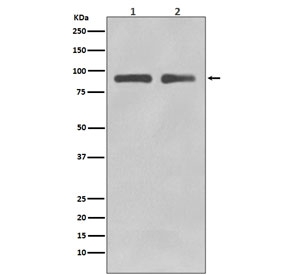 Western blot testing of human 1) Jurkat and 2) SH-SY5Y lysate with FOXO3A antibody. Expected molecular weight: 71-90 kDa depending on glycosylation level.