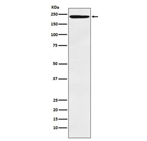 Western blot testing of human tonsil lysate with DEC-205 antibody. Predicted molecular weight: 199-215 kDa.
