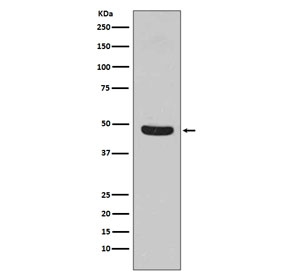 Western blot testing of human HeLa cell lysate with Flotillin 1 antibody. Predicted molecular weight ~49 kDa.