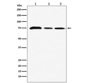 Western blot testing of 1) human MCF7, 2) mouse NIH3T3 and 3) rat C6 cell lysate with KAT7 antibody. Predicted molecular weight ~71 kDa.