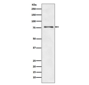 Western blot testing of human HepG2 cell lysate with ATG7 antibody. Predicted molecular weight: 70-80 kDa.