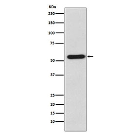 Western blot testing of human K562 cell lysate with STAU1 antibody. Predicted molecular weight: ~55 kDa (short form) and 63 kDa (long form).