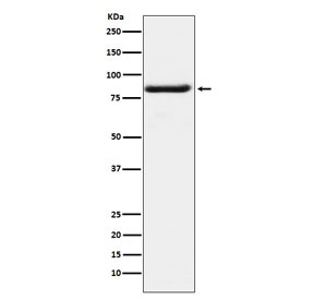 Western blot testing of human K562 cell lysate with BAG3 antibody. Predicted molecular weight ~62 kDa but can be observed at 75~80 kDa.