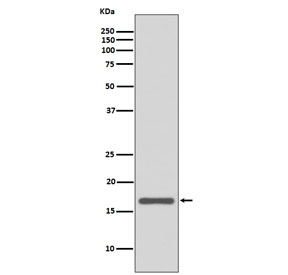 Western blot testing of human MCF7 cell lysate with AGR2 antibody. Expected molecular weight: 17-20 kDa.