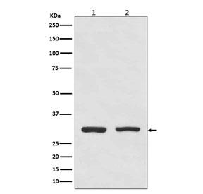 Western blot testing of human 1) HeLa and 2) Raji cell lysate with Bcl10 antibody. Expected molecular weight: 26-33 kDa.