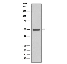 Western blot testing of human HeLa cell lysate with Cyclin E2 antibody. Expected molecular weight: 45-50 kDa.