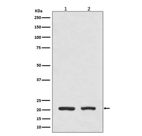 Western blot testing of 1) human HeLa cell lysate and 2) mouse spleen lysate with DHFR antibody. Expected molecular weight: 21-24 kDa.