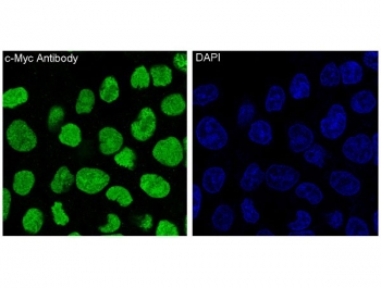 IF/ICC staining of human HeLa cells with c-Myc antibody (green) and DAPI nuclear stain (blue).