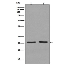 Western blot testing of 1) human 293T and 2) rat C6 cell lysate with KRAS/HRAS/NRAS antibody. Predicted molecular weight ~21 kDa.