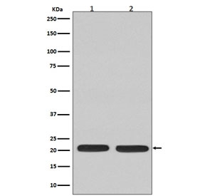 Western blot testing of 1) rat C6 and 2) human Jurkat cell lysate with NRAS antibody. Predicted molecular weight ~21 kDa.