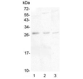 Western blot testing of 1) human placenta, 2) rat brain and 3) mouse brain lysate with IL-34 antibody at 0.5ug/ml. Predicted molecular weight ~26 kDa, secreted as an ~39 kDa homodimer that may be glycosylated.