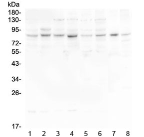 Western blot testing of human 1) HeLa, 2) U-87 MG, 3) U-2 OS, 4) K562, 5) Caco-2, 6) A549, 7) rat heart and 8) mouse heart lysate with HOOK3 antibody at 0.5ug/ml. Predicted molecular weight ~83 kDa.
