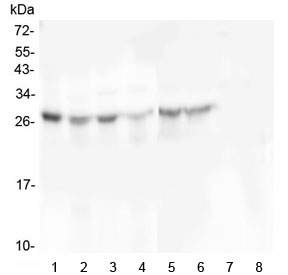 Western blot testing of 1) human placenta, 2) human U-87 MG, 3) monkey COS-7, 4) human U-20 OS, 5) human HEK293, 6) human SHG-44, 7) human K562 and 8) human HL-60 cell lysate with SCN4B antibody at 0.5ug/ml. Predicted molecular weight: 25-38 kDa depending on level of glycosylation.