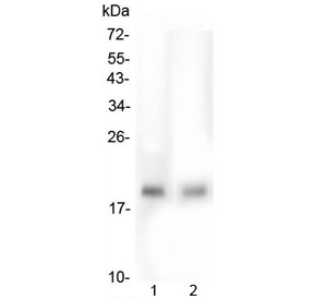 Western blot testing of human 1) HepG2 and 2) PC-3 lysate with TMEM166 antibody at 0.5ug/ml. Predicted molecular weight ~17 kDa.
