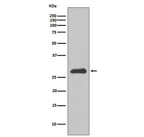 Western blot testing of human HepG2 cell lysate with APOA1 antibody. Predicted molecular weight ~30 kDa.