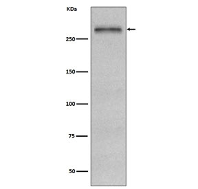 Western blot testing of human HepG2 cell lysate with Fibronectin antibody. Predicted molecular weight ~220 kDa (monomer) but may be observed at a higher molecular weight due to glycosylation.