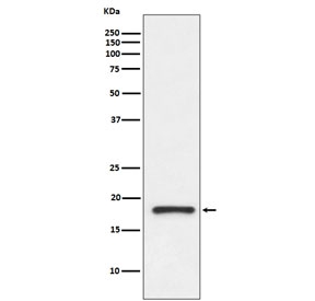 Western blot testing of human fetal kidney lysate with Prealbumin antibody. Predicted molecular weight ~16 kDa.