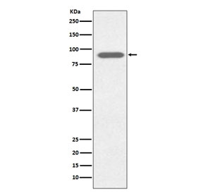 Western blot testing of human HeLa cell lysate with Lactoferrin antibody. Predicted molecular weight ~78 kDa.