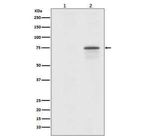 Western blot testing of human 293T cells 1) untreated and 2) treated with Okadaic Acid + Calyculin A, with phospho-Raf1 antibody. Predicted molecular weight ~73 kDa.