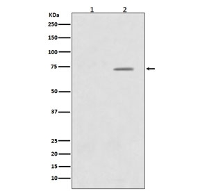 Western blot testing of human HeLa cells 1) untreated and 2) treated with LP, with phospho-Raf1 antibody. Predicted molecular weight ~73 kDa.