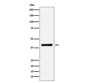 Western blot testing of human A549 cell lysate with ALDOA antibody. Predicted molecular weight ~40 kDa.
