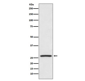Western blot testing of human HeLa cell lysate with HSP27 antibody. Expected molecular weight: 23-27 kDa.