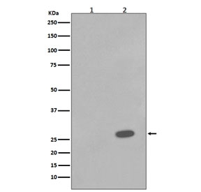 Western blot testing of lysate from human A431 cells 1) untreated or 2) treated with Anisomycin, with phospho-HSP27 antibody (pS78). Expected molecular weight: 24-27 kDa.