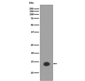 Western blot testing of lysate from human HeLa cells treated with Trichostatin A, with acetyl-Histone H2A Antibody (Lys9). Predicted molecular weight ~14 kDa.