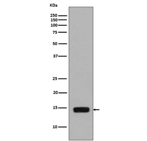 Western blot testing of lysate from Saccharomyces cerevisiae treated with Methyl methanesulfonate, with phospho-Histone H2A antibody (pS129). Predicted molecular weight ~14 kDa.
