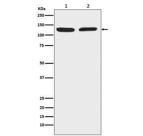 Western blot testing of 1) human HeLa and 2) mouse RAW 264 cell lysate with Chromogranin B antibody. Predicted molecular weight ~78 kDa but may be observed at up to ~120 kDa.