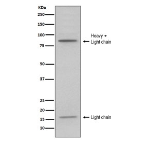 Western blot testing of human HL60 cell lysate with MPO antibody. Expected molecular weight: 59-64 kDa (alpha chain, may be observed at higher molecular weights due to glycosylation), 150+ kDa (glycosylated mature form).