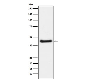 Western blot testing of lysate from Anisomycin-treated mouse NIH3T3 cells, with phospho-c-Jun antibody (pS63). Predicted molecular weight ~36 kDa.