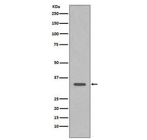 Western blot testing of human HeLa cell lysate with CDC2 antibody. Predicted molecular weight ~33 kDa.