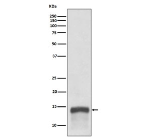 Western blot testing of human tonsil lysate with S100A9 antibody. Expected molecular weight: 13-16 kDa.