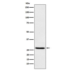 Western blot testing of human HEK293 cell lysate with EIF4E antibody. Predicted molecular weight ~27 kDa.