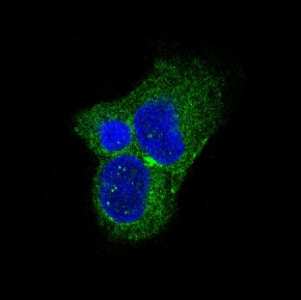 Immunofluorescent staining of FFPE rat PC-12 cells with Tyrosine Hydroxylase antibody (green) and DAPI nuclear stain (blue). HIER: steam section in pH6 citrate buffer for 20 min.
