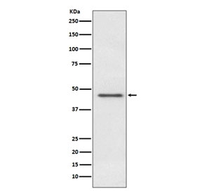 Western blot testing of human HeLa cell lysate with PDHA1 antibody. Predicted molecular weight ~43 kDa.